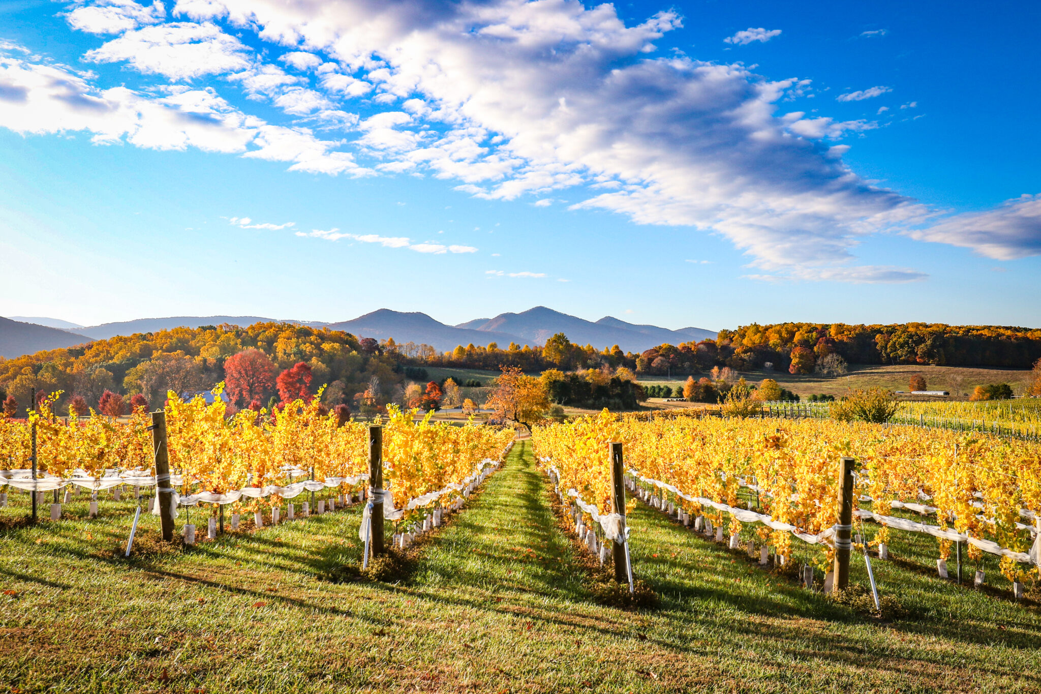 Wineries Near Staunton VA About Ecco Adesso Winery